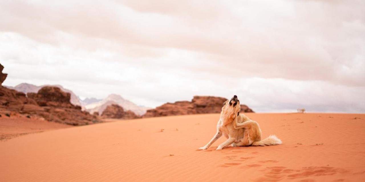 Stars Life Camp-Tour Wadi Rum Exterior foto